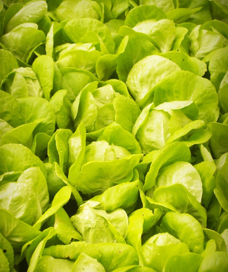 leaf, cabbages, modern, water, soil, abundance, plantation, green color, industry, full frame, healthy eating, aquiculture, backgrounds, wellbeing, focus