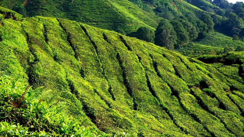 landscape, field, rural, tranquil scene, 4K, green color, farm, green field, land, hill, cameron highlands, agriculture, tree, malaysia, crop, natural