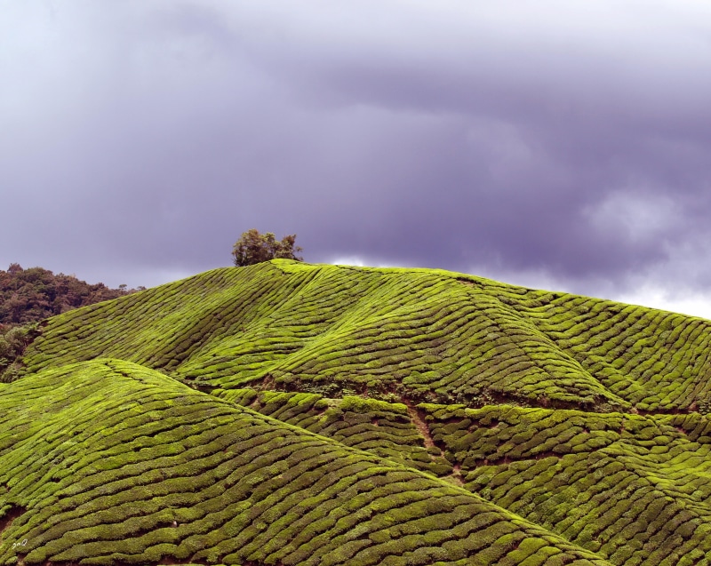 Tea Plantation, plantation, rural Scene, plant, green Color, rows, tree, 2K, nature, scenics, BOH Tea, olympus e410, day, hill, asia, cloudy, farm, arrange