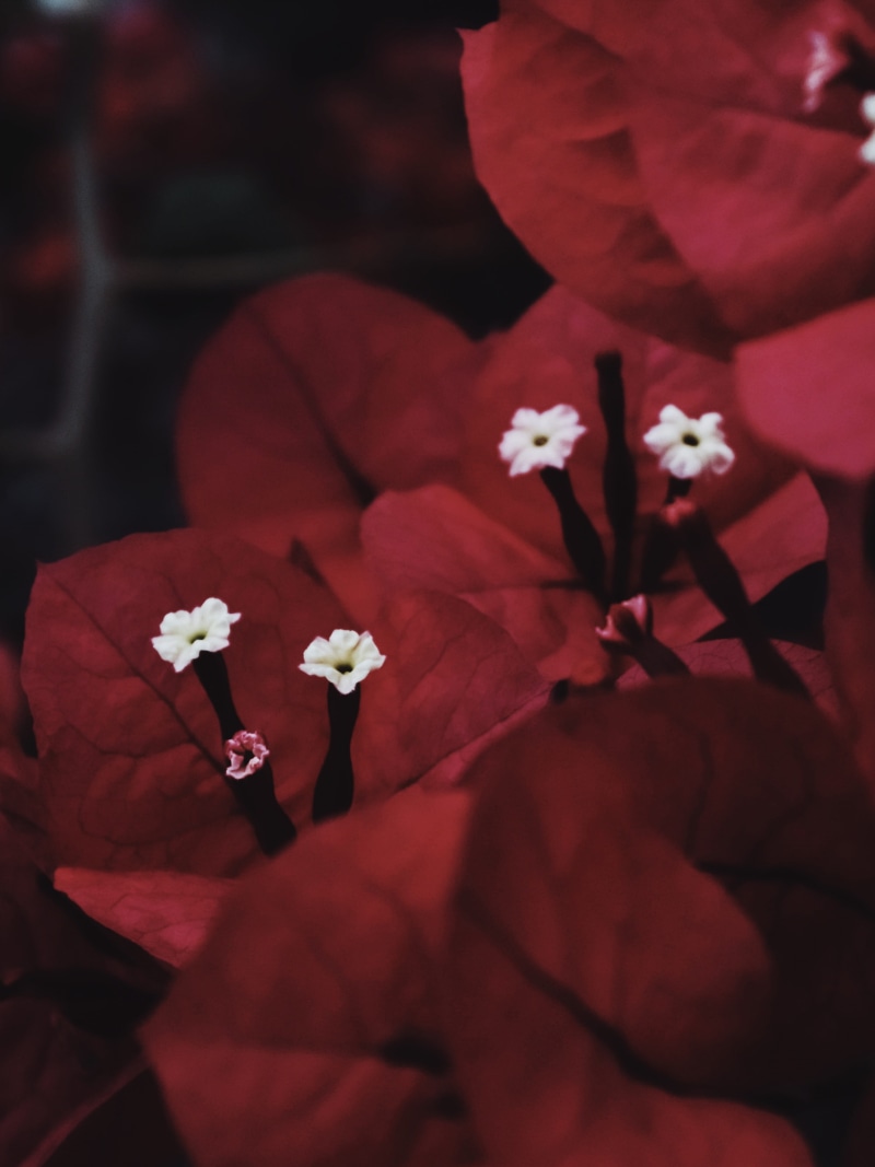 fragility, pollen, cameron highlands, freshness, selective focus, inflorescence, beauty in nature, flower, nature, cherry blossom, no people, flowering plant