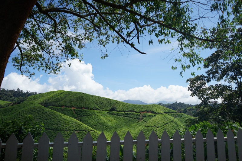plant, Highland, land, tranquil scene, cloud - sky, no people, outdoors, environment, vineyard, winemaking, agriculture, beauty in nature, cameron highland