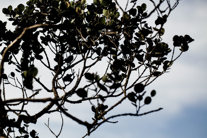 fragility, flower, growth, outdoors, focus on foreground, cameron highlands, day, sky, flowering plant, fruit tree, plant, spring, freshness, close-up