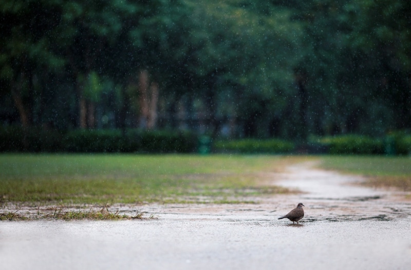 Birds, tree, Bird, eos5dmarkii, one animal, City, day, plant, water, Urban, animal, animal themes, no people, 5dmarkii, animals in the wild, brown, Rain