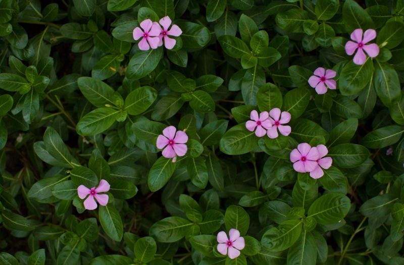 Periwinkle, hongkongisland, no people, vulnerability, llens, plant part, 5dmarkii, petal, flowering plant, freshness, hongkong, flower, leaf, China, Flowers