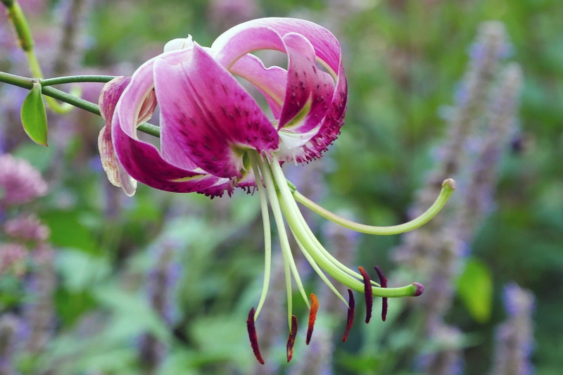 inflorescence, freshness, flower, growth, beauty in nature, lily plant, tiger lily, east, close-up, lilium, oriental lily, native, pink color, tiger lily flower