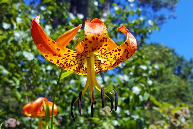 one animal, flower head, lancifolium, china, tiger lily plant, vulnerability, east, flower, asian, tiger lily flower, 2K, no people, lily images, inflorescence