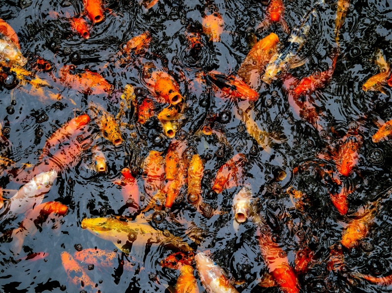 fish, lake, swimming, high angle view, vertebrate, large group of animals, okinawa, koi, animal, bordered, abroad, change, motobu-chō, far east, water