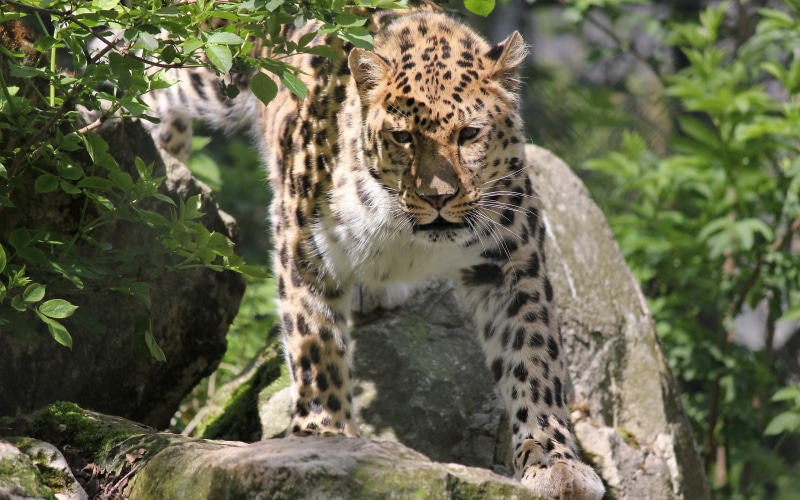 stones, face, shrub, far East, leopard, spotted cat, panthera pardus orientalis, mustache, 2K
