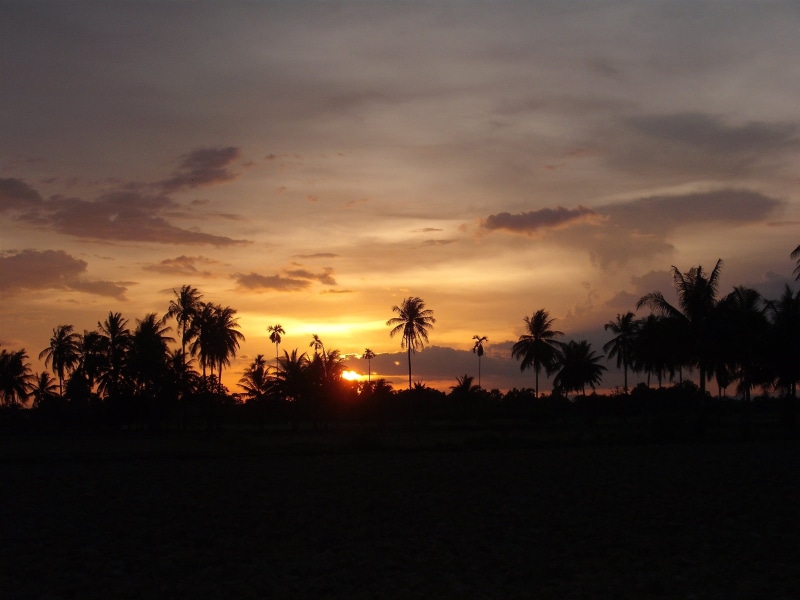 tranquility, plant, sunset, tropical tree, outdoors, land, silhouette, sky, nature, idyllic, no people, environment, tropical climate, tree, far east, beauty in nature