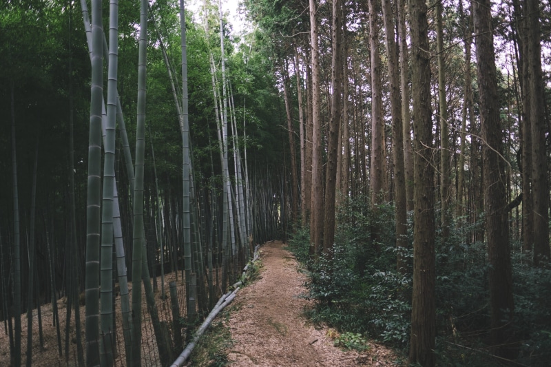 4K, beauty in nature, scenics - nature, forest, the way forward, non-urban scene, day, trunk, green color, oriental, tranquil scene, tree, path, plant
