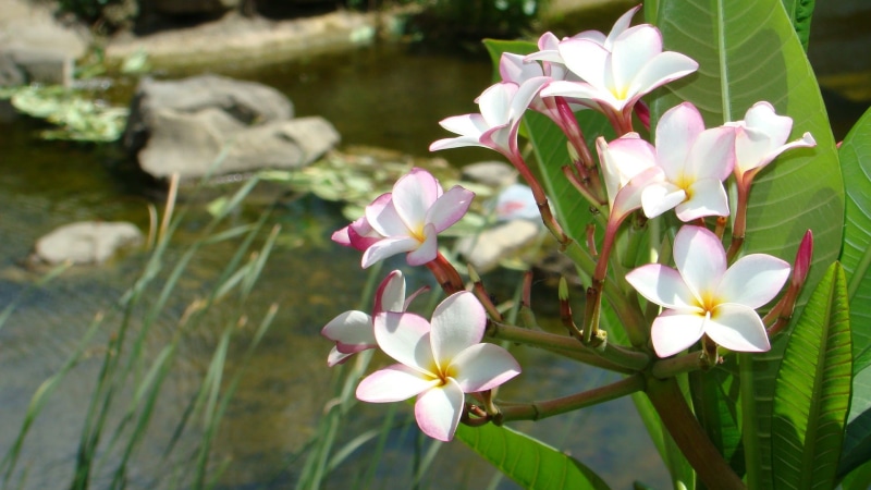beauty in nature, Plumeria, springtime, inflorescence, Hkust, leaf, freshness, Far East, day, focus on foreground, pink color, no people, nature, plant