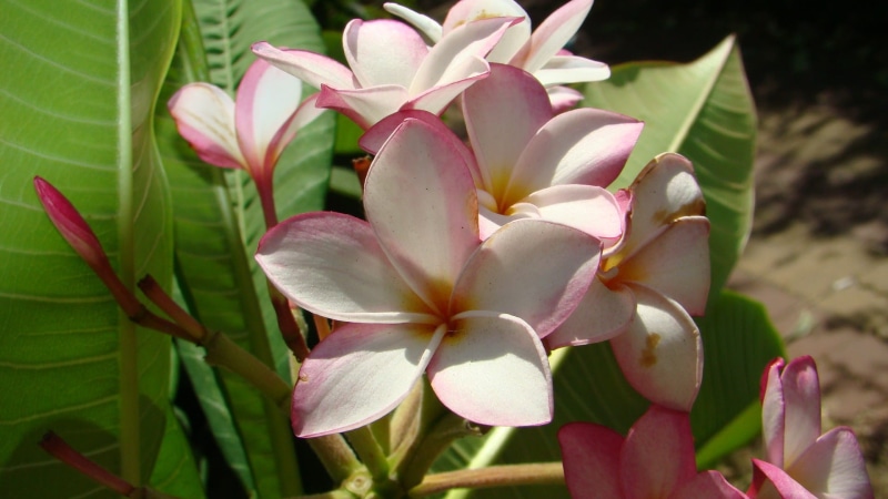 close-up, frangipani, flower Head, no people, outdoors, nature, growth, fragility, Hkust, blossom, vulnerability, the far east hkust, leaf, plant, Plumeria