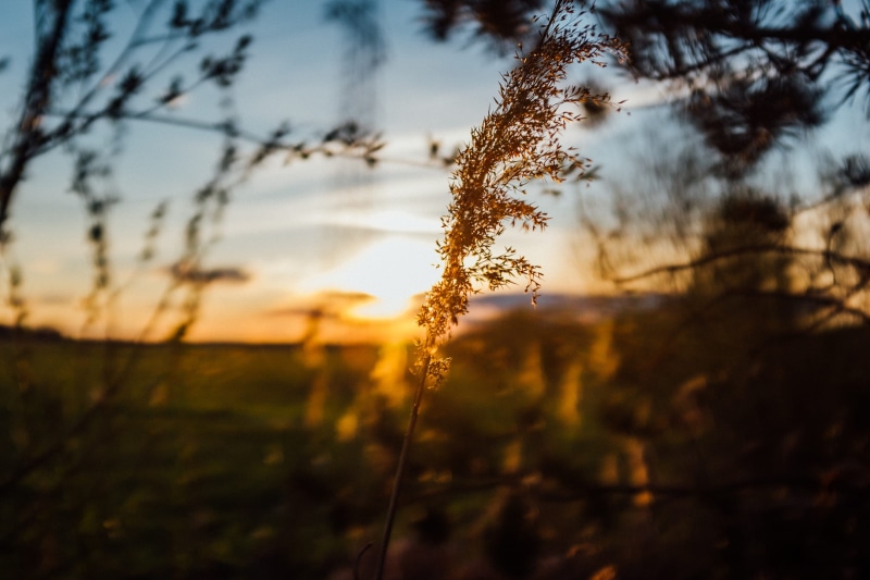 field, tranquil scene, sunlight, tree, east, sky, growth, light, polem, outdoor, outside, nature, no people, mountains, stalk, tranquility, lens flare