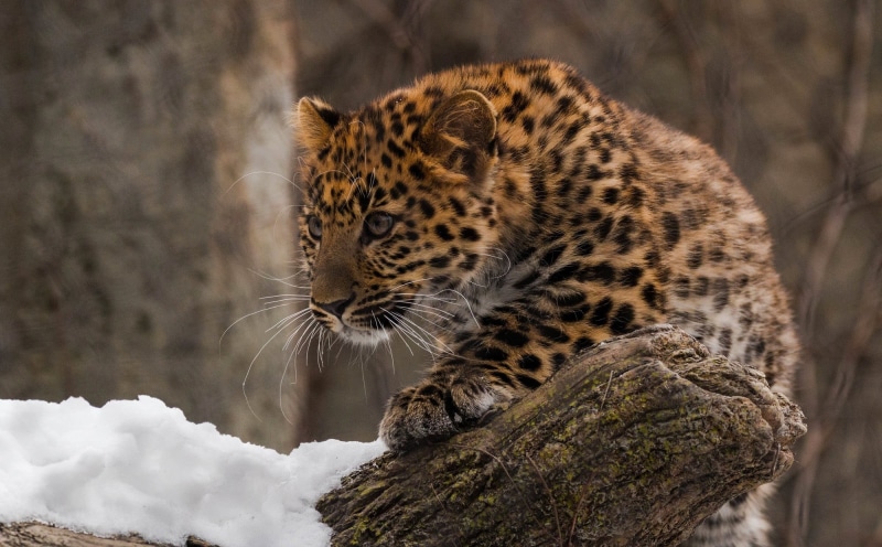 1080P, far East, Amur, predator, wild cat, zoo, cub, leopard