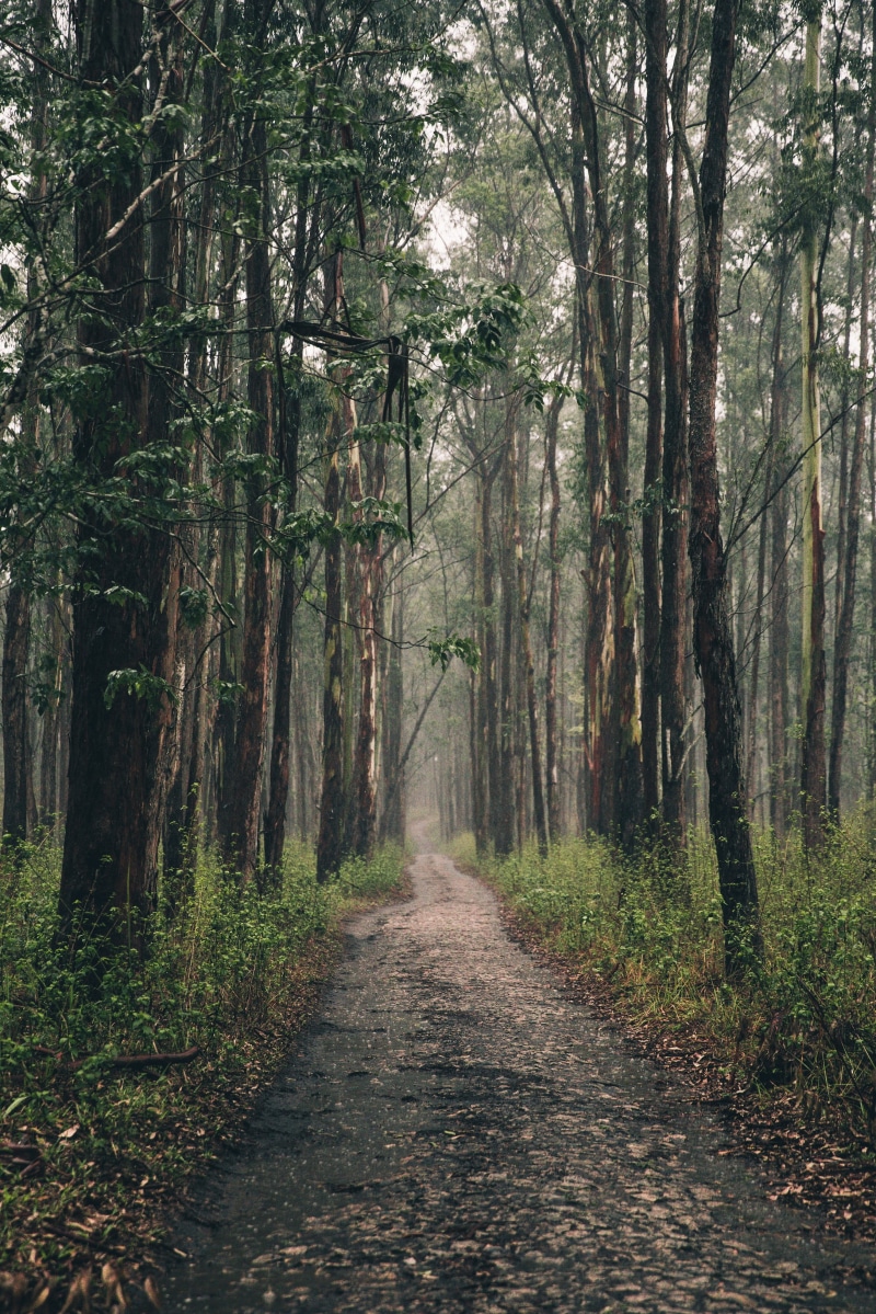 Around the World, beauty in nature, Roadtrip, Wood, Landscape, footpath, Travel, non-urban scene, day, path, outdoors, direction, Earth, no people, diminishing perspective