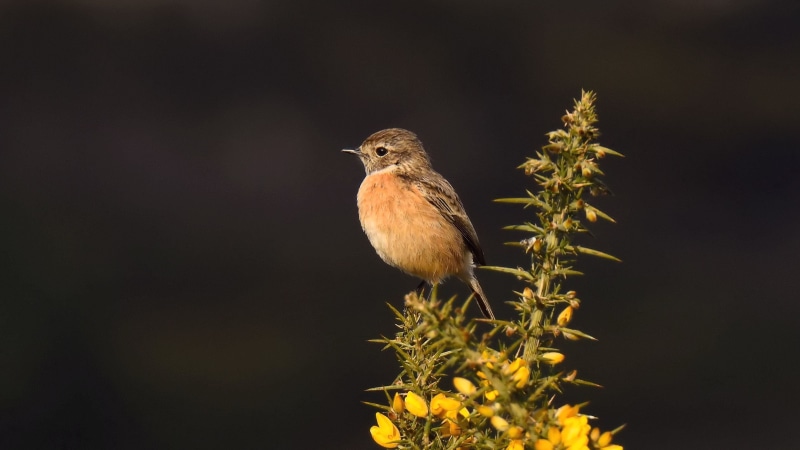 nature, shallow focus, beak, Tamron, branch, focus, photography, Stonechat, animal, Ashdown Forest, shallow, Nikon D810, bird, bird Watching, perched, green leaves