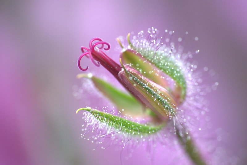 close-up, photography, digikam, Life, petal, flower, green, nature, bokeh, Geranium Maderense, dcr, buds, plant, geranium, Madeiran, macro photography