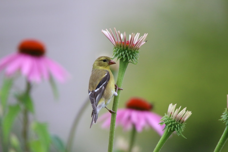 outdoors, red, american, animal, beak, petaled, nature, black, goldfinch, perched, green, wildlife, close-up, bird, tamron, short, flower, 5K, American Goldfinch