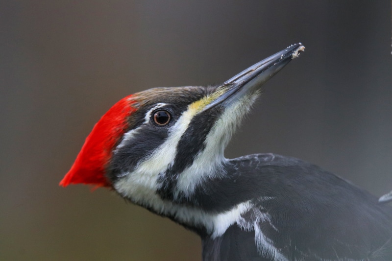 Pileated Woodpecker, beak, black, woodpecker, white, white bird, bird, Nature, Wildlife, black and white, Tamron, animal, pileated, 5K