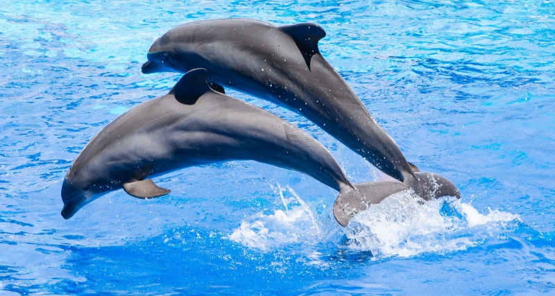 animal, antibes  france, grey, jumping, sea, f/2.8, nature, nikon  d7100, fun, wildlife, two, mammal, water, 2K, tamron, dolphin, Marineland Antibes, 70mm