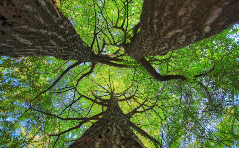 canon, ginkgo, forest, 5K, backgrounds, ultrawide, Green, growth, Trees, Nature, plant part, lookup, tree, trunk, plant, Three, green color, tree canopy