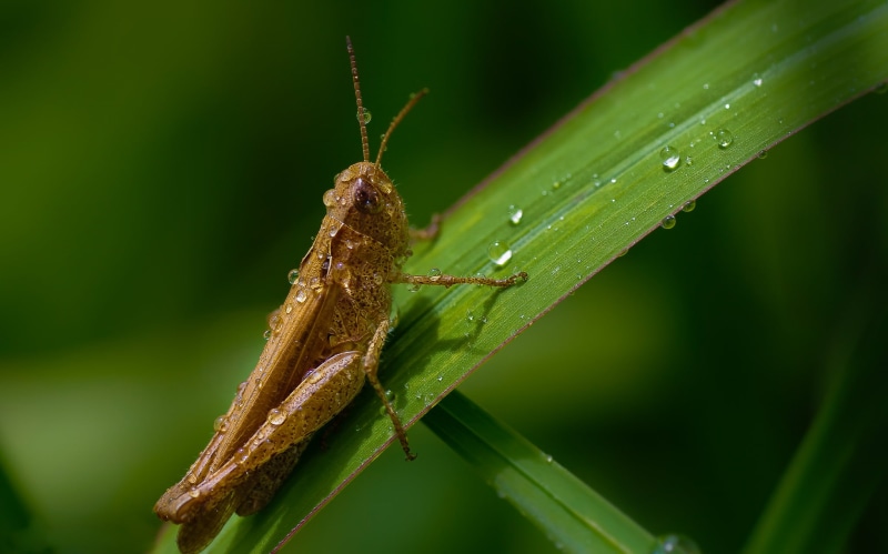 insect, wildlife, nature, Tamron, A77, green Color, animal, outdoors, grasshopper, Sony, pest, brown, animal Antenna, locust, leaf, 1080P, 90mm, macro