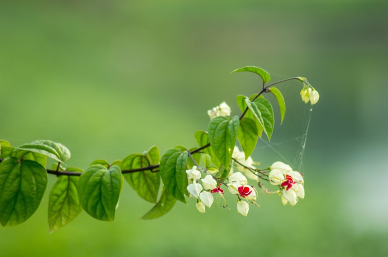 AF, LD, Green, Nikon, petaled, Flora, One, 5K, Nature, D3200, white, F/4, flower, Bokeh, Macro, flowers, TAMRON, Di