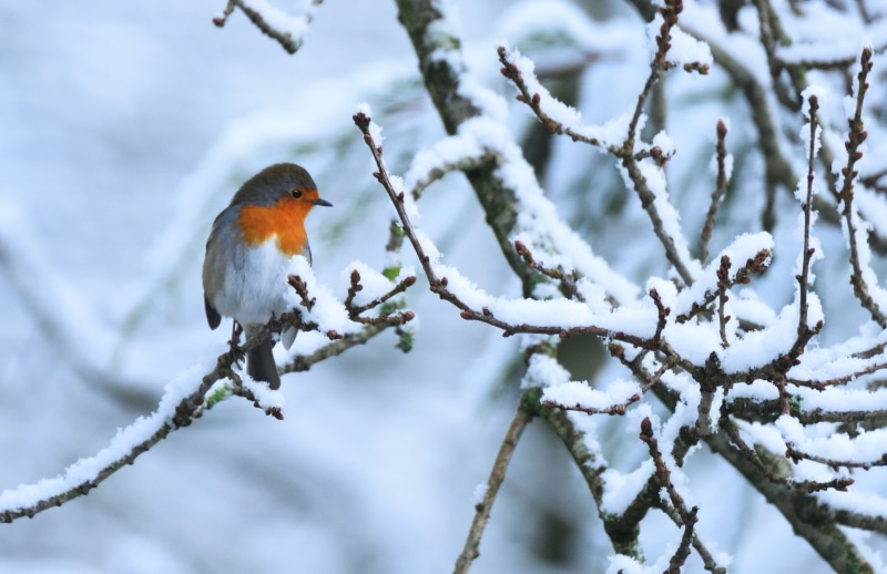animal, outdoors, bird, branch, Tamron, 4K, tree, wildlife, Nikon D810, twig, snow, winter, winter  garden, perching, Robin, nature