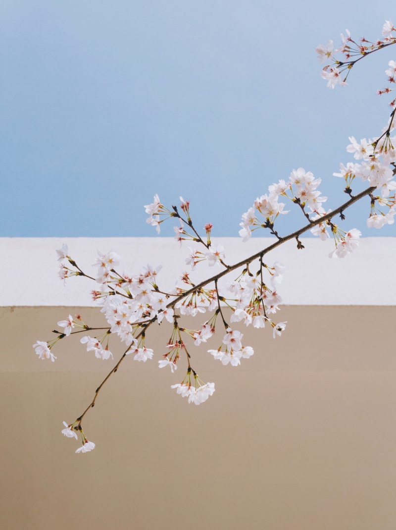minimal landscape, flower, low angle view, outdoors, white, 2K, sky, plant, tree, flower head, vulnerability, wall, pink flowers, daytime, branch, lines