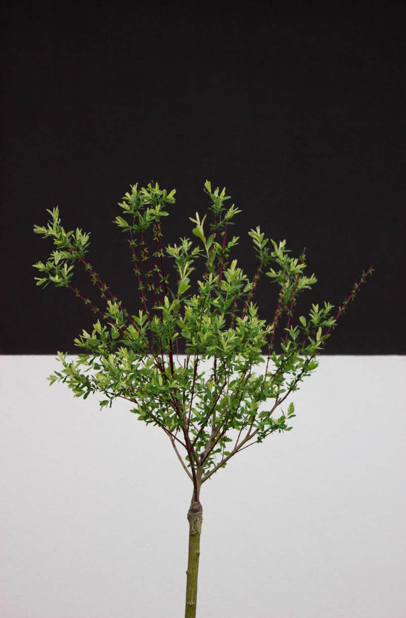 growth, nature, blooming, copy space, vulnerability, close-up, minimal, urban, 5K, jungle, clean, no people, beauty in nature, architecture, line, potted plant