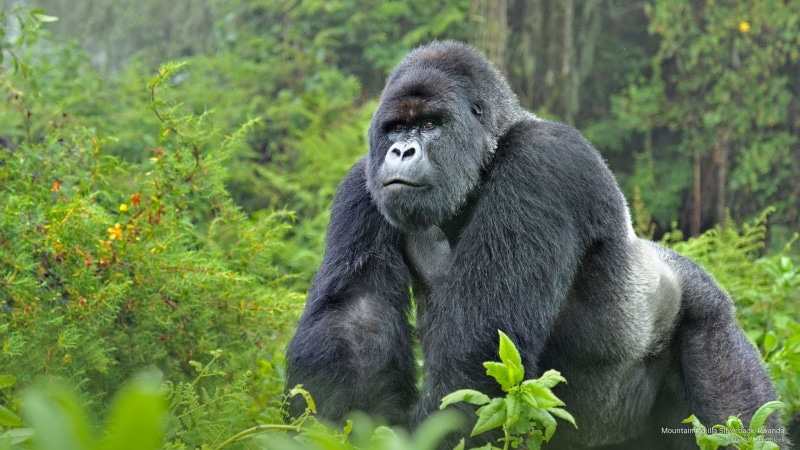 mountain, Animals, gorilla, silverback, 2K, rwanda