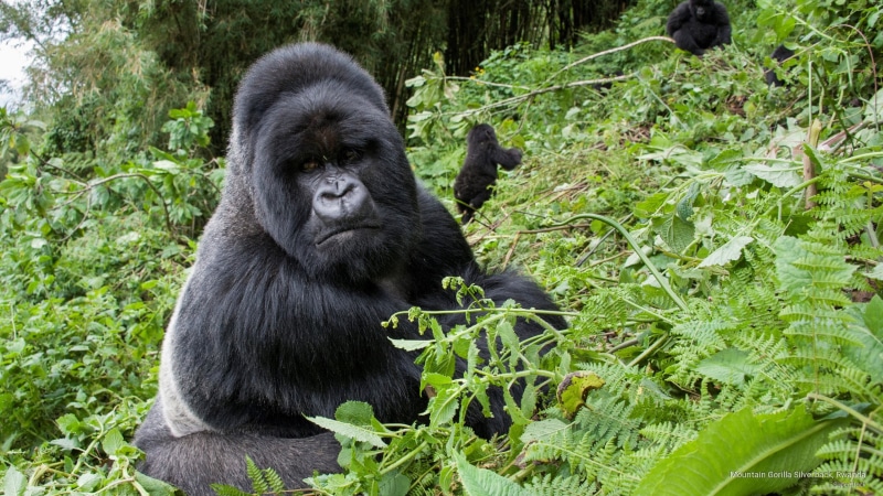 rwanda, gorilla, Animals, silverback, mountain, 2K