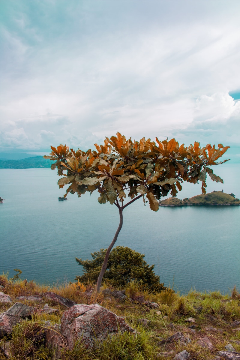4K, no people, cloud - sky, change, red tree, tranquility, scenics - nature, outdoors, idyllic, land, tree, rwanda, nature, lakekivu, plant, water, tranquil scene