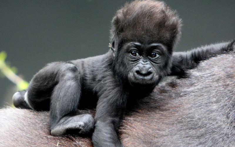 young Animal, animal, vertebrate, animal Arm, close-up, baby, living Organism, east Africa, tropical Rainforest, gray, mother, rainforest, looking, primate