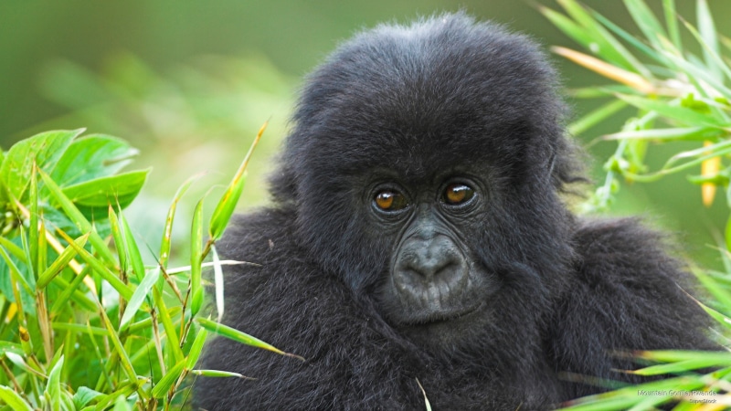 gorilla, rwanda, mountain, 2K, Animals