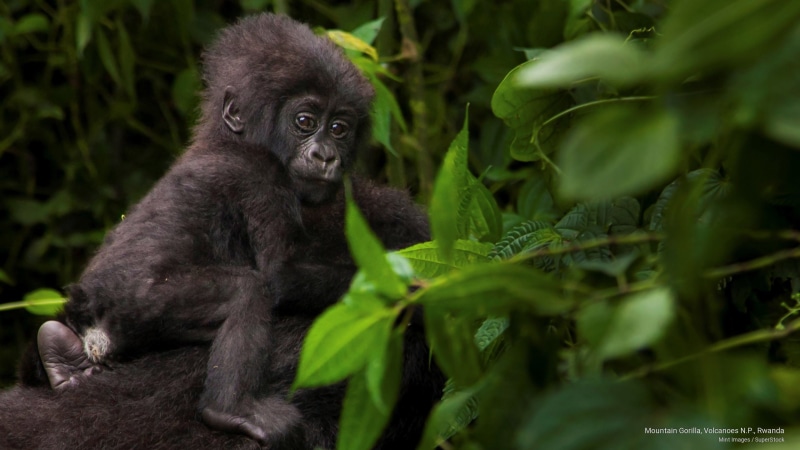 rwanda, 2K, volcanoes, n, mountain, gorilla, Animals, p