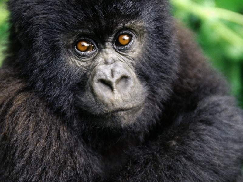 safari Animals, zoo, portrait, africa, animal wildlife, one Animal, black, close-up, black Color, vertebrate, forest, baby, animal, 720P, ape, orangutan