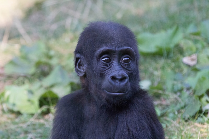 endangered Species, focus on foreground, contemplation, primate, 5K, black color, smile, day, animal wildlife, Baby, tropical Rainforest, Moment, portrait