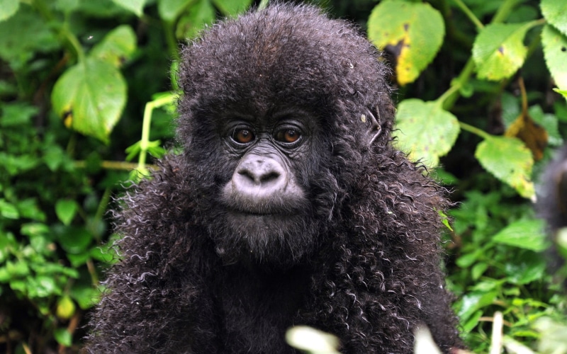 close-up, animal themes, monkey, plant, forest, human Face, black Color, primate, rwanda, mammal, vertebrate, hair, land, rainforest, animal Hair, 1080P
