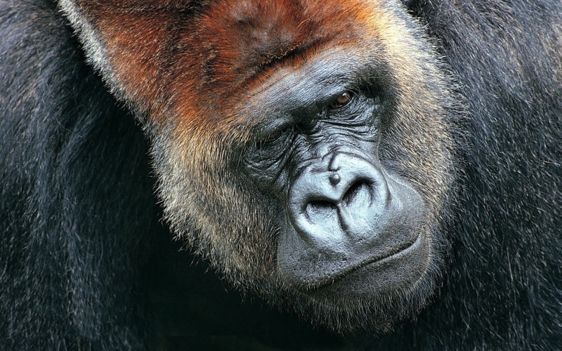 face, vertebrate, primate, animal Eye, no people, tropical Rainforest, large, ugandan Culture, rwanda, hair, animal wildlife, gorilla, wildlife, portrait