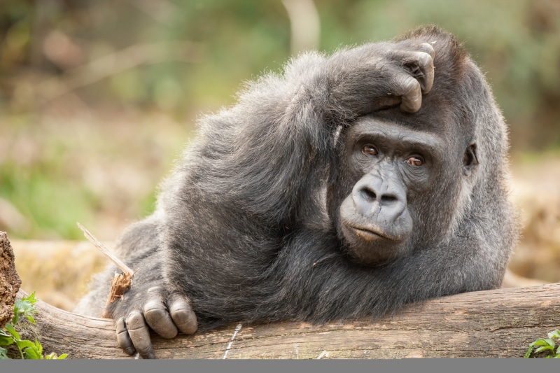 animals In The Wild, uganda, day, rainforest, forest, animals in captivity, gorilla, monkey, black Color, living Organism, outdoors, looking, zoo, safari Animals