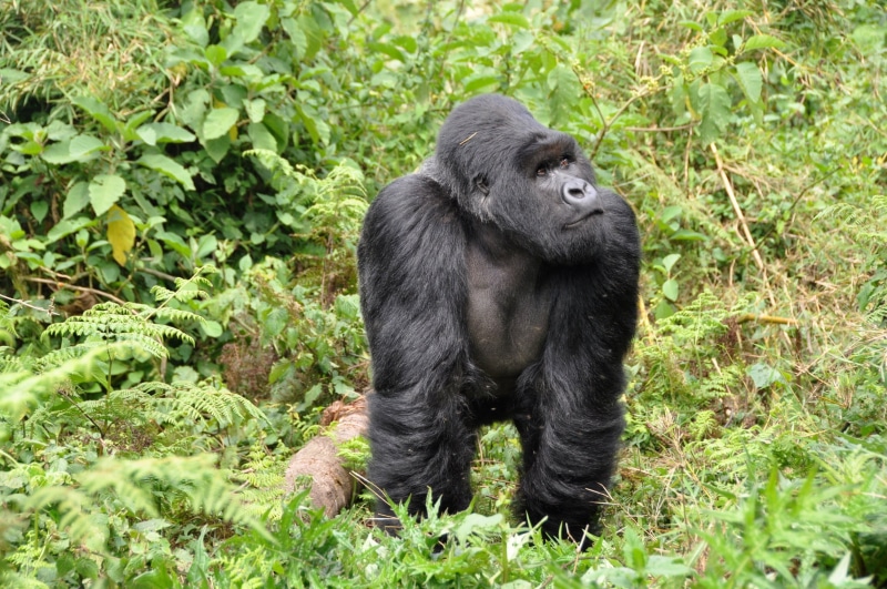 no people, plants, green, male animal, tropical rainforest, mammal, green color, nature, vertebrate, black, rainforest, animals in the wild, rwanda, plant