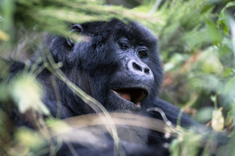 nature, silverback Gorilla, primate, day, close-up, 4K, gorilla, forest, wild Animals, black, animal, color Image, living Organism, eyes, no People, animal head