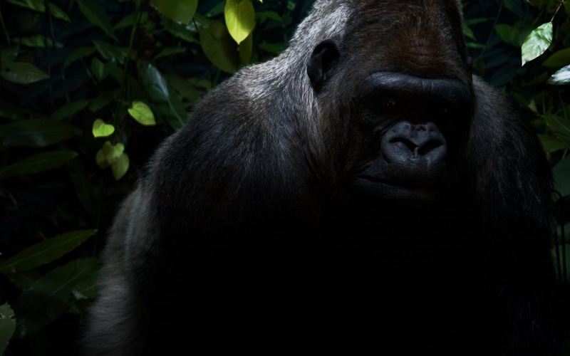 east Africa, portrait, animals And Pets, africa, nature, black Color, shadow, mother, tropical Rainforest, animal wildlife, day, ape, mammal, outdoors