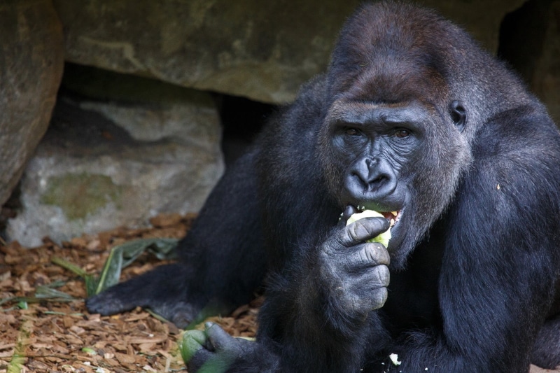 animal Head, rwanda, zoo, animal Skin, endangered Species, monkey, portrait, gorilla, vertebrate, animal Arm, africa, contemplation, mammal, animals In The Wild