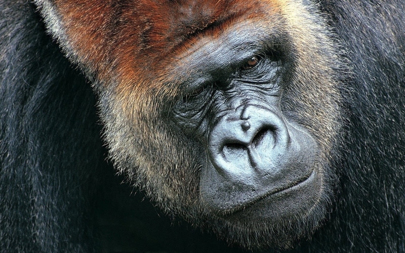 primate, rwanda, animal, animal Head, large, eyes, africa, animal Hair, hair, wildlife, gorilla, wild Animals, muzzle, mammal, close-up, animal wildlife
