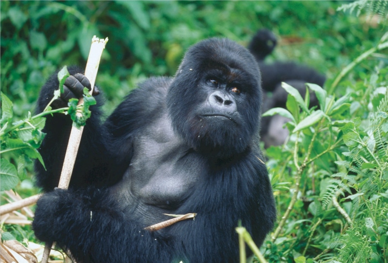 silverback, portrait, fur, rwanda, plant, jungle, animals in the wild, no people, lying, wild, gorilla, huge, 1080P, land, focus on foreground, primate