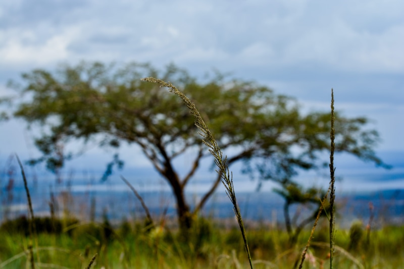 no people, national park, landscape, tourism, growth, animal wildlife, land, river, africa, blue sky, cloud - sky, trees, tree, travel photography, kayonza