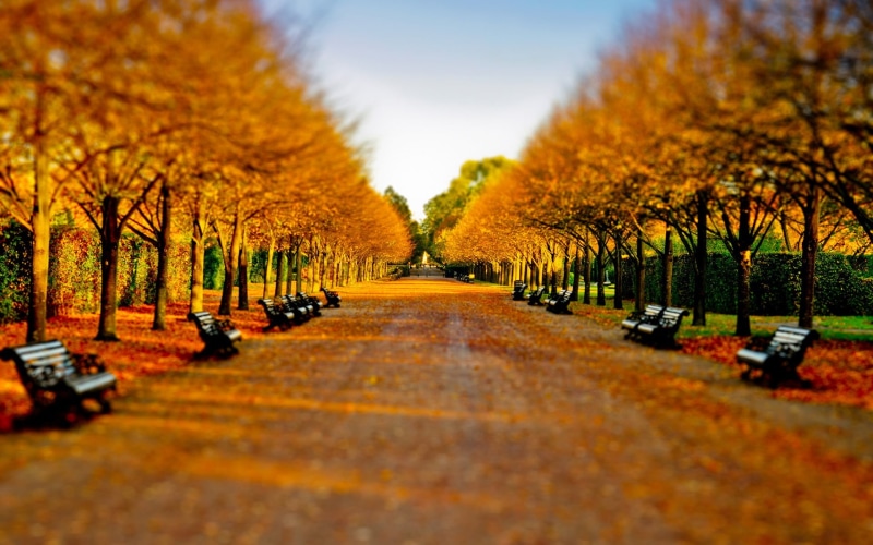 sunlight, multi Colored, black, green Color, wooden, day, yellow, october, road, orange, 1080P, nature, autumn collection, the way forward, leaves, surface level
