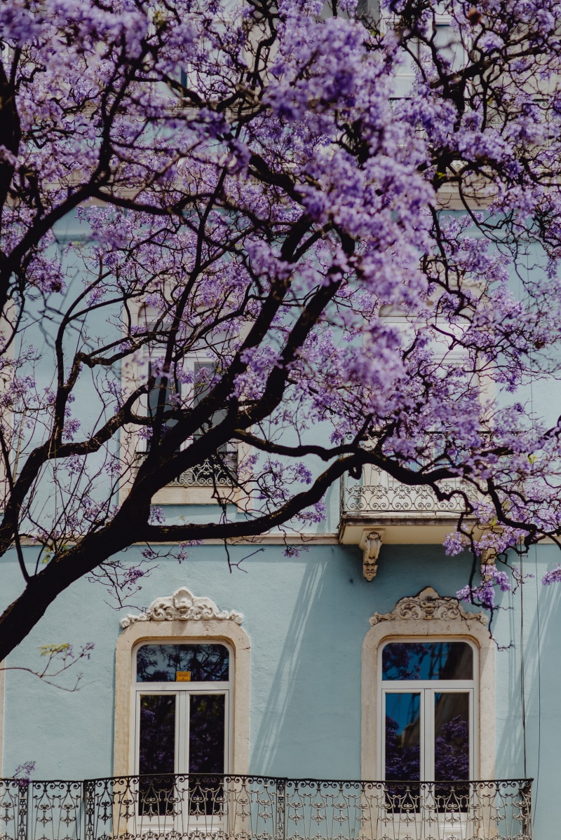 city, cherry blossom, Europe, town, facade, architecture, 4K, plant, buildings, building, blossom, growth, cherry tree, flowering plant, building exterior